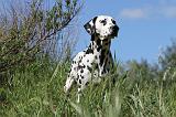 DALMATIEN 059